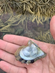 Pteriidae