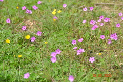 Erodium acaule