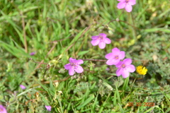Erodium acaule