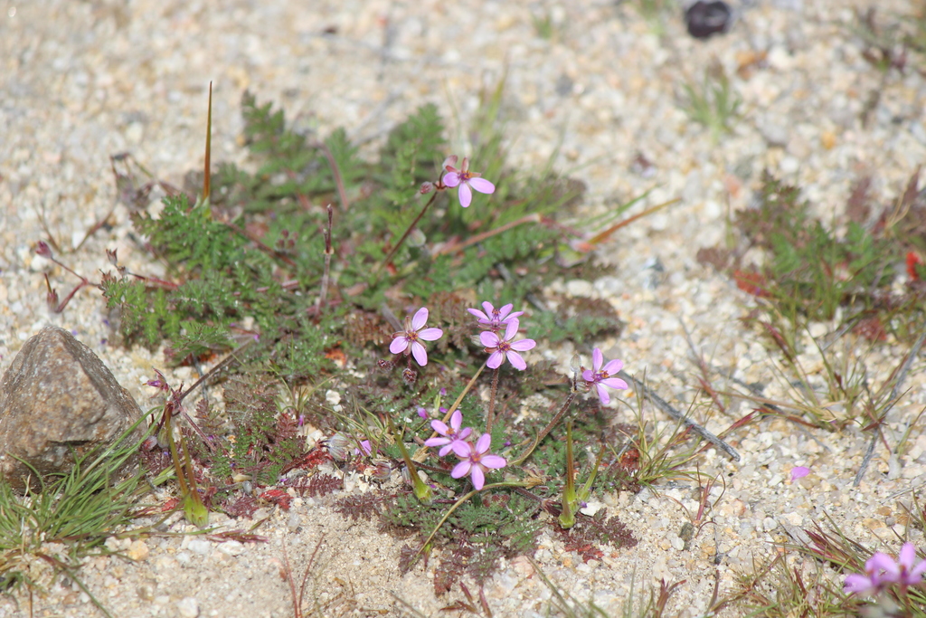 Redstem Filaree (Noxious Weeds of Colorado) · iNaturalist
