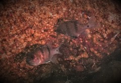 Apogonichthyoides pseudotaeniatus