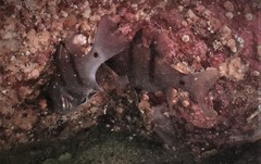 Apogonichthyoides pseudotaeniatus