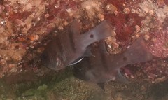 Apogonichthyoides pseudotaeniatus