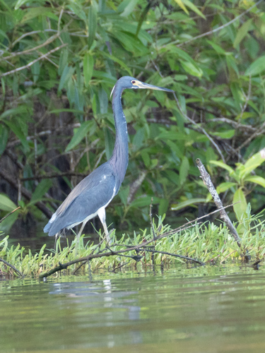 Tricolored Heron