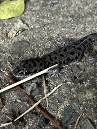 Siamese Leaf-toed Gecko