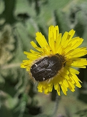 Tropinota hirta