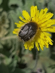Tropinota hirta