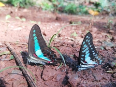 Graphium teredon