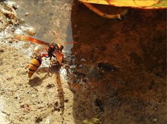 Delta pyriforme pyriforme