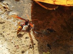 Delta pyriforme pyriforme