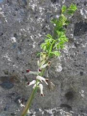 Fumaria flabellata
