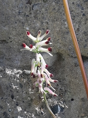 Fumaria flabellata