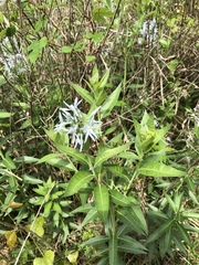 Amsonia repens