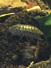 Armadillidium depressum
