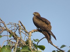 Milvus migrans