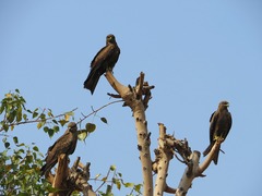 Milvus migrans