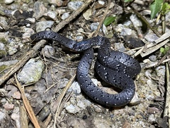 Pareas margaritophorus