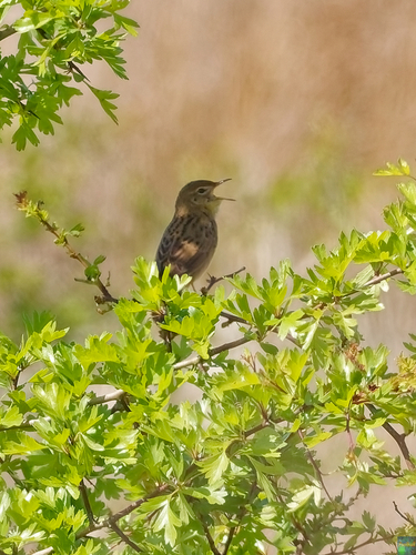 Common Grasshopper Warbler (Locustella naevia), photo 1