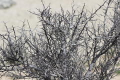 Sarcomphalus obtusifolius canescens