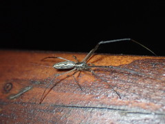 Tetragnatha montana