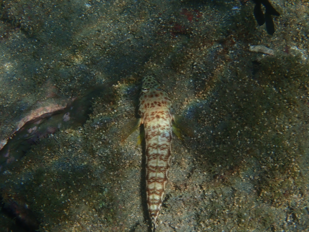 Thousand-spot Grubfish from 台灣澎湖縣七美鄉臥牛海域 on April 26, 2026 at 03:00 PM ...