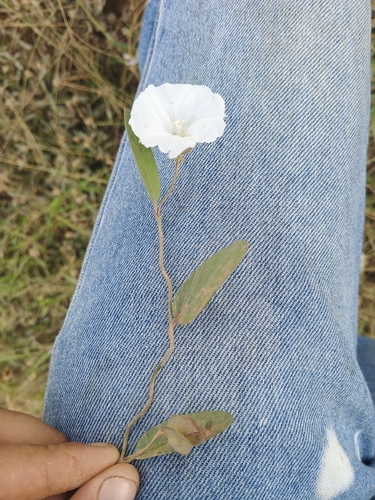 Aniseia martinicensis observed 2026-04-27