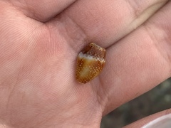 Pardalinops testudinaria