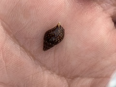 Pardalinops testudinaria