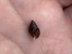 Pardalinops testudinaria