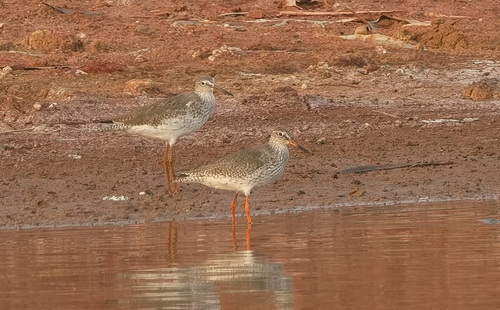 Common Redshank