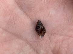 Pardalinops testudinaria