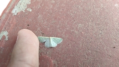 Microloxia indecretata