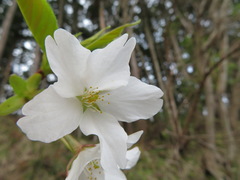Prunus jamasakura
