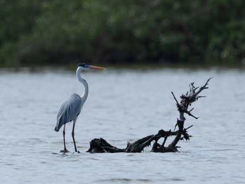Cocoi Heron