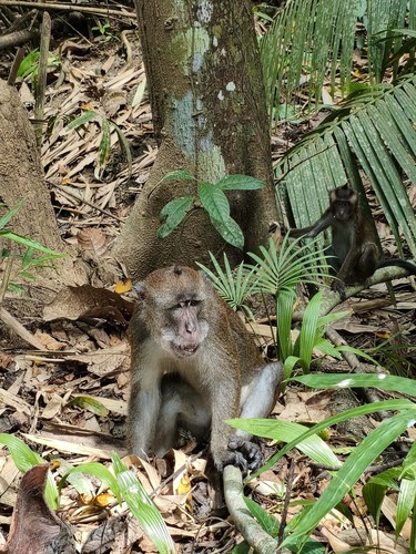 Long-tailed Macaque