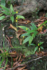 Utricularia odorata