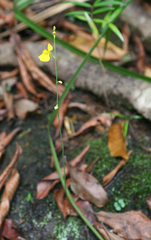 Utricularia odorata