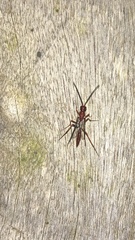 Evanioidea