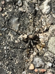 Arctosa perita