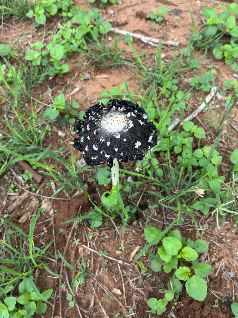 Coprinus calyptratus