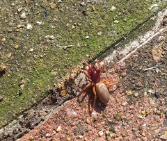 Dysdera crocata