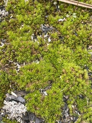 Dicranum condensatum