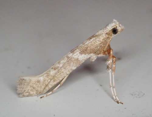 How to identify Povolnya quercinigrella (Ely, 1915)