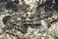 Entomacrodus striatus