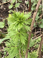 Aconitum napellus