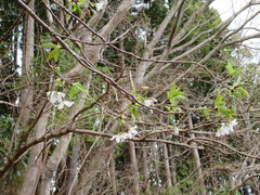 Prunus jamasakura