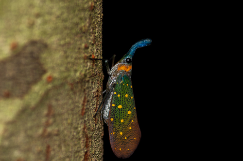 Chevrons Insect Photo 648029565, (c) Kevin Chen, some rights reserved (CC BY-NC ...