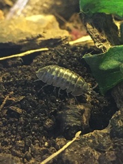 Armadillidium depressum