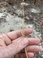 Andropogon gyrans