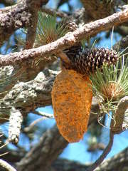 Cronartium conigenum